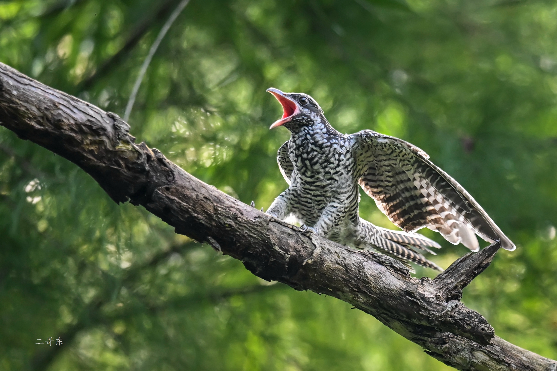 DSC_0096.jpg