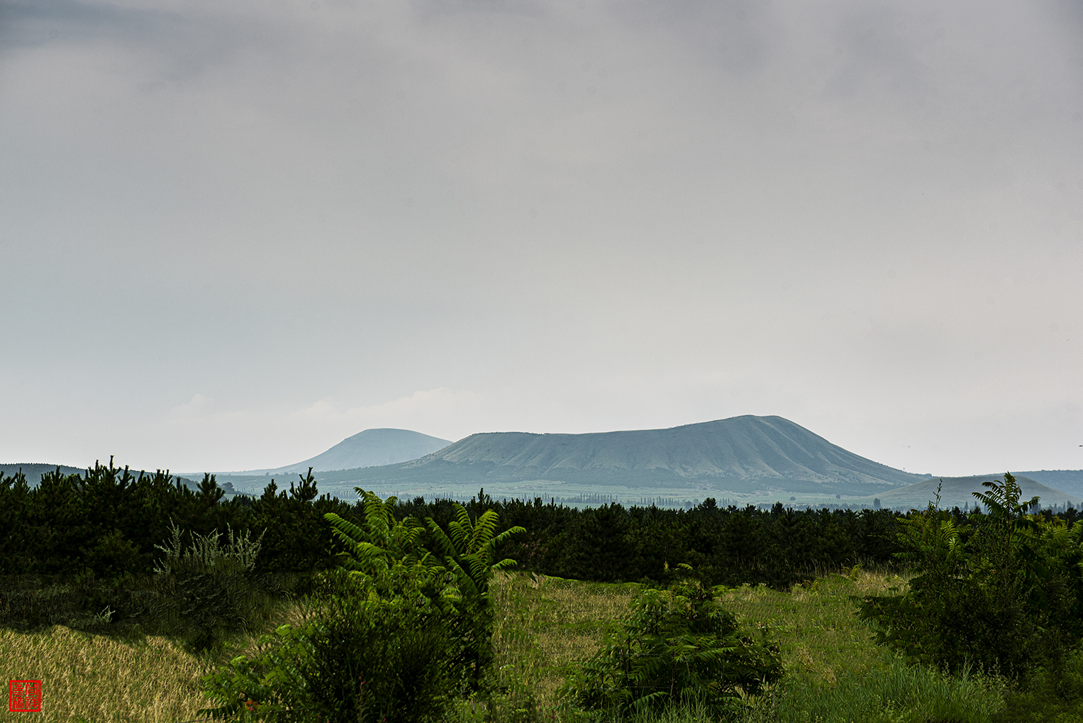 _DSC3106.jpg