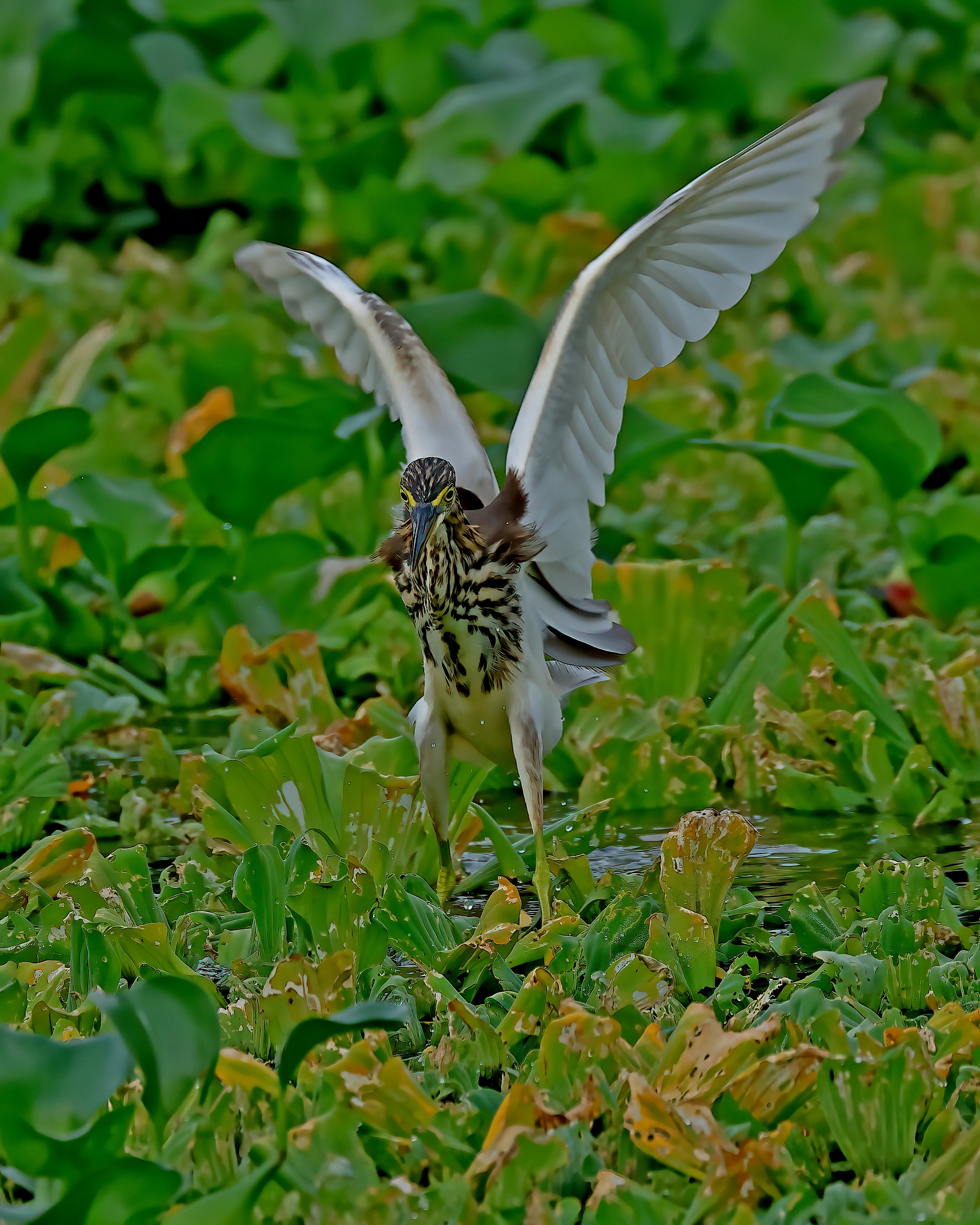 5D2A5147-DeNoiseAI-clear.jpg