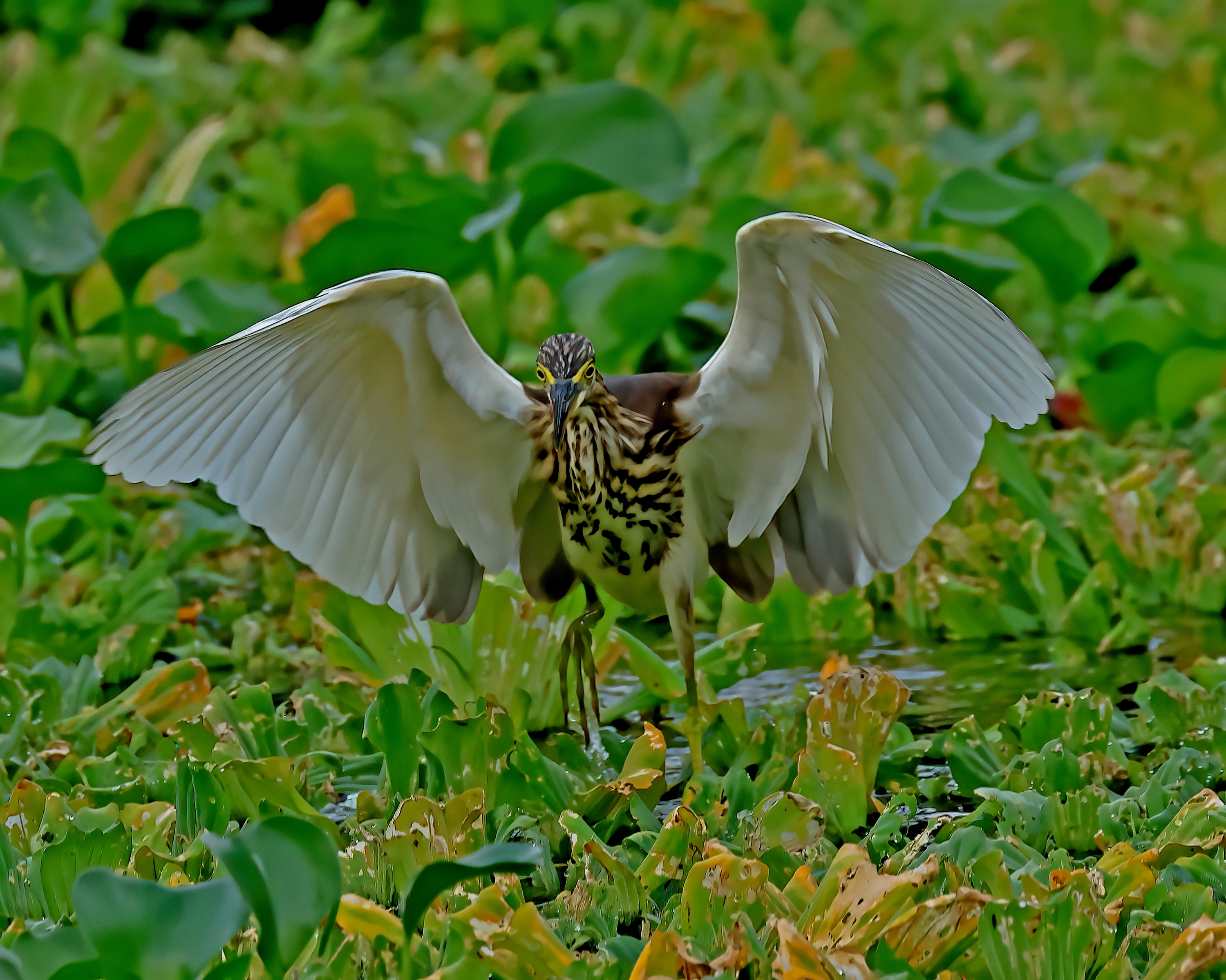5D2A5149-DeNoiseAI-clear.jpg