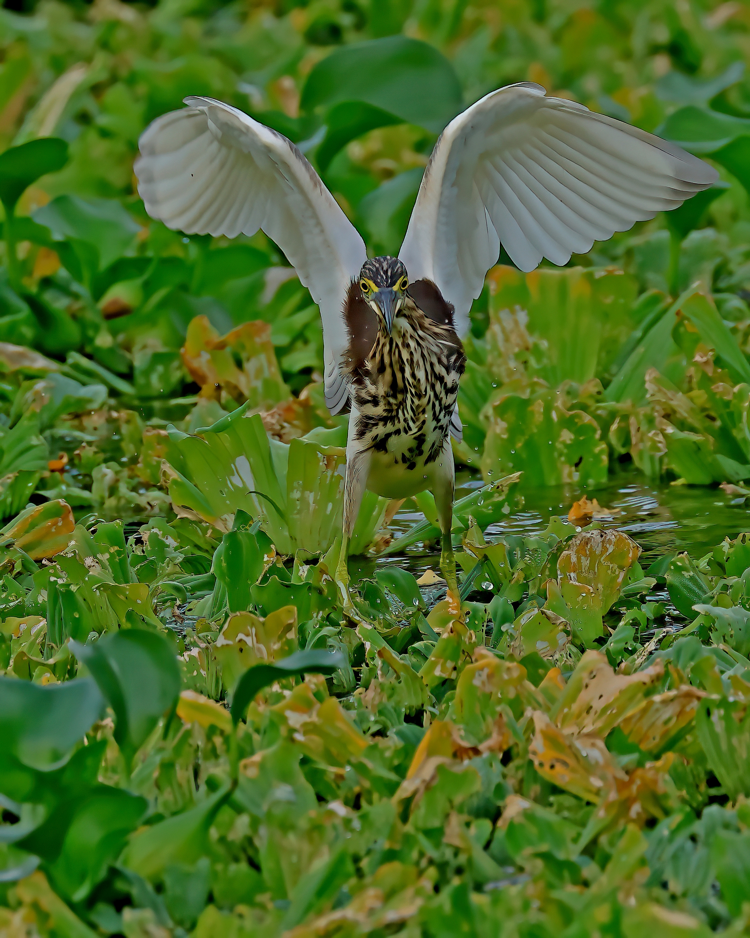 5D2A5151-DeNoiseAI-clear.jpg