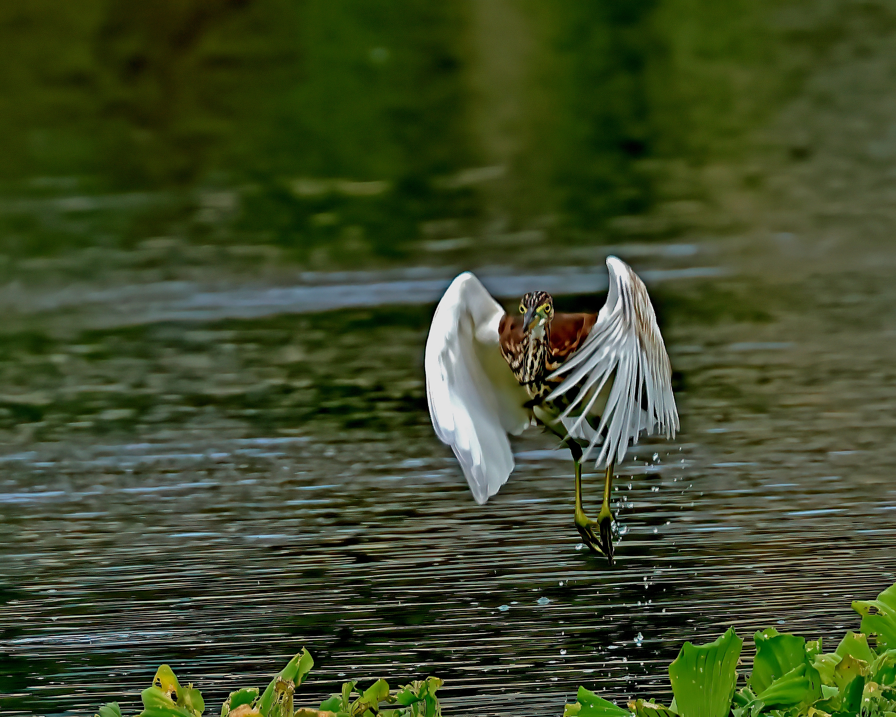 5D2A5217-DeNoiseAI-clear.jpg
