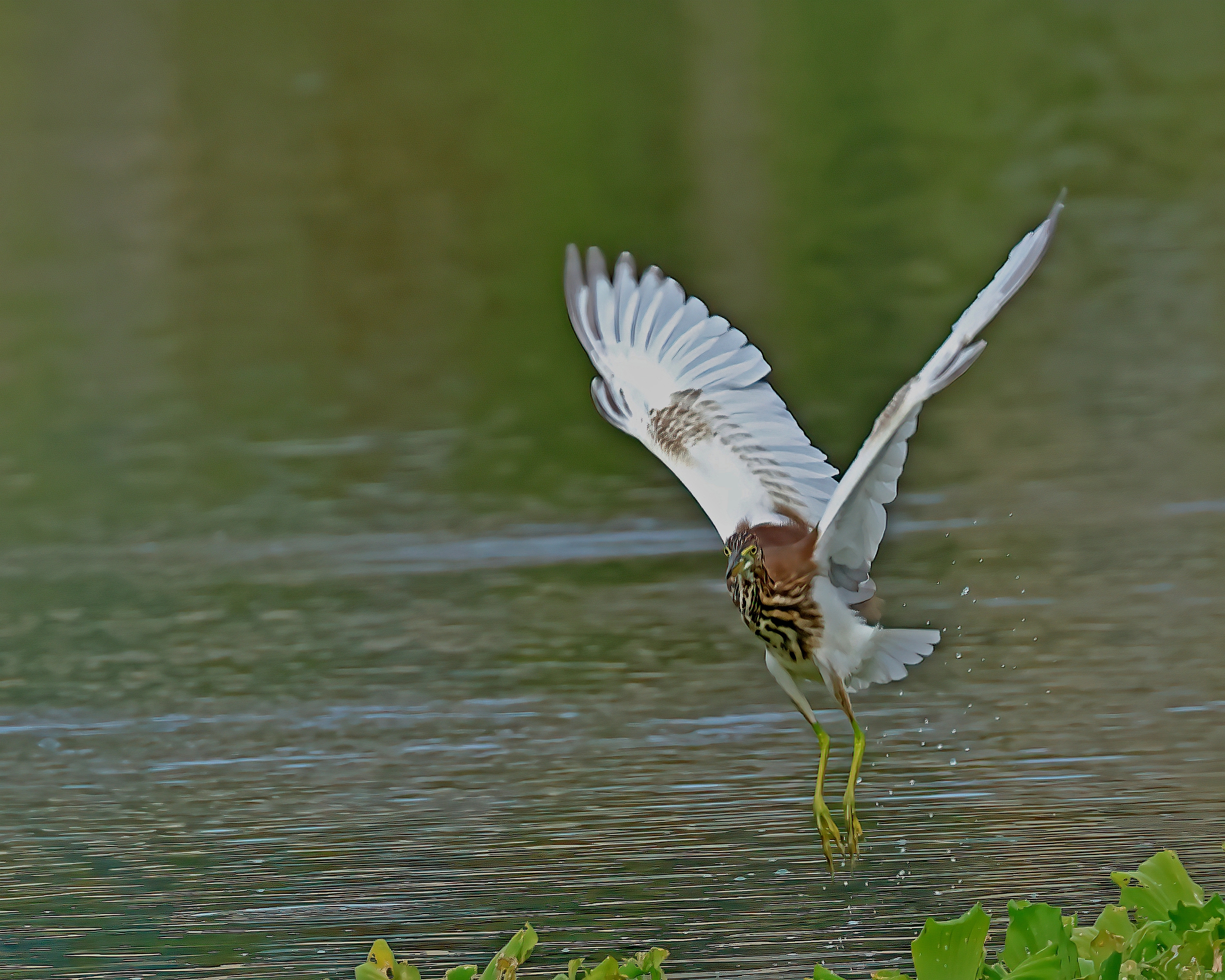 5D2A5218-DeNoiseAI-clear.jpg