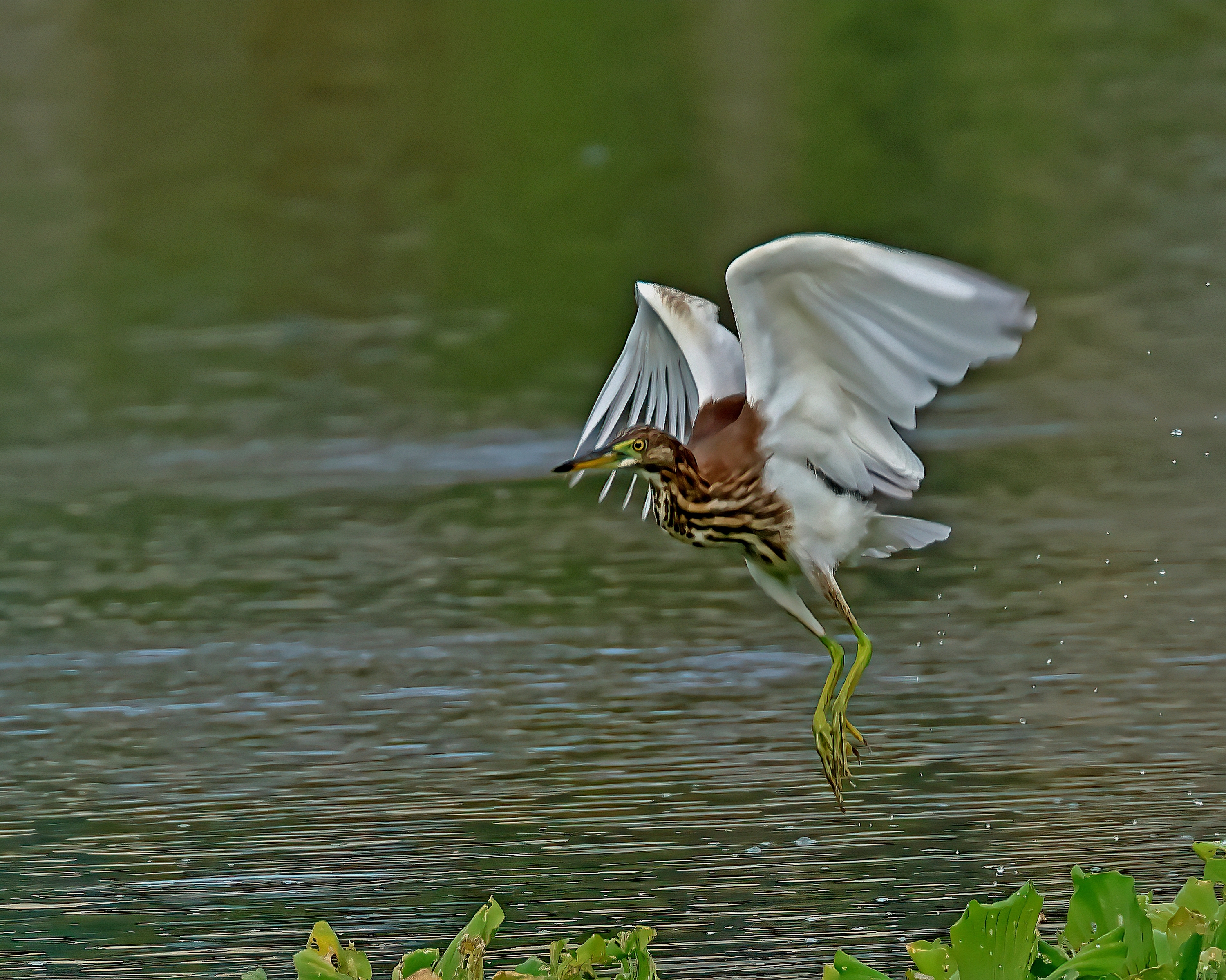 5D2A5220-DeNoiseAI-clear.jpg