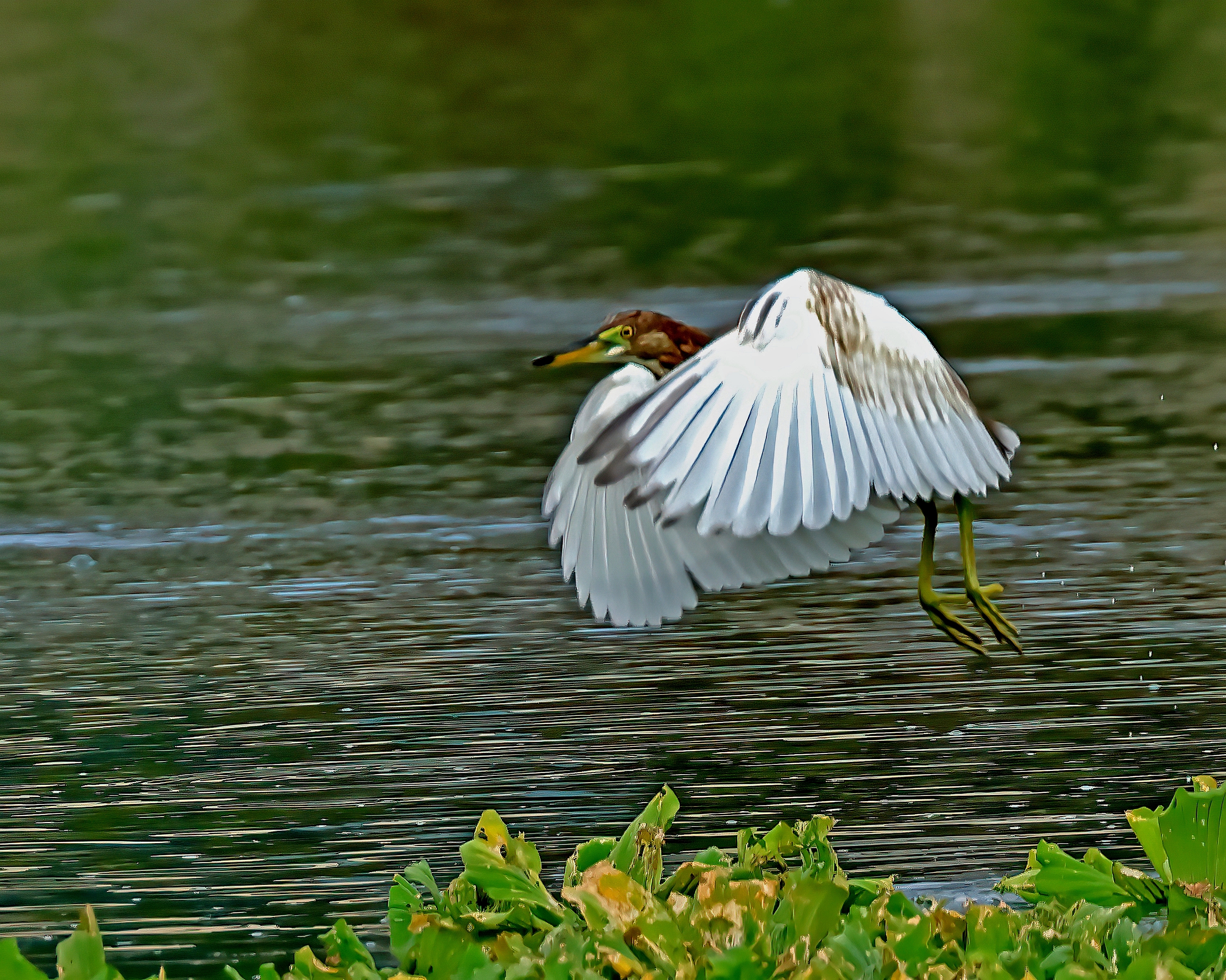 5D2A5222-DeNoiseAI-clear.jpg