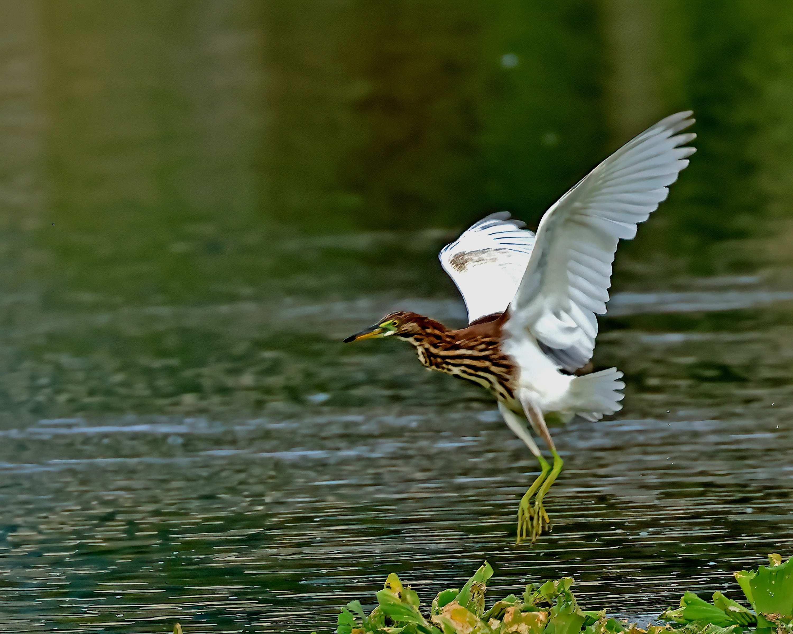5D2A5223-DeNoiseAI-clear.jpg