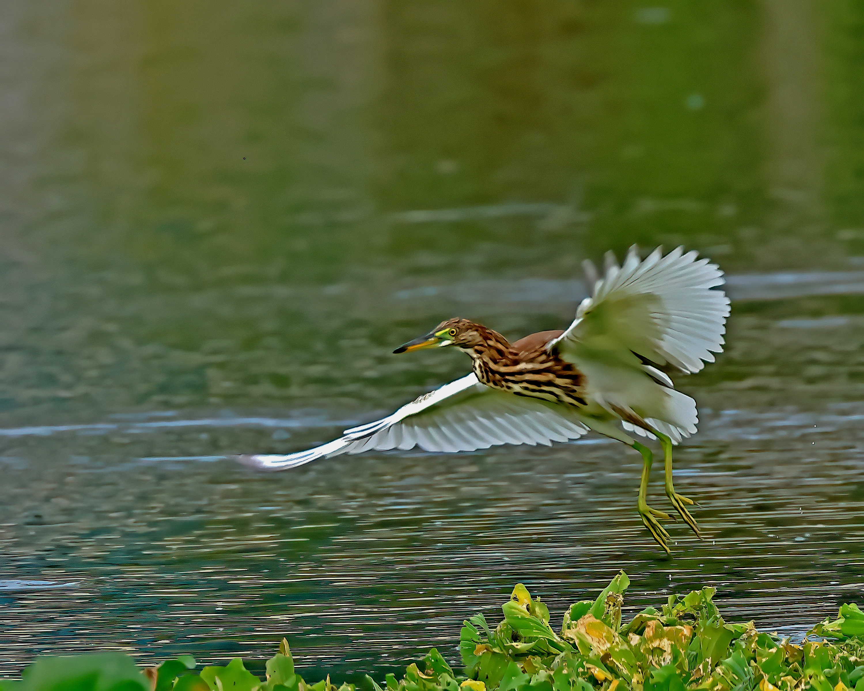 5D2A5224-DeNoiseAI-clear.jpg
