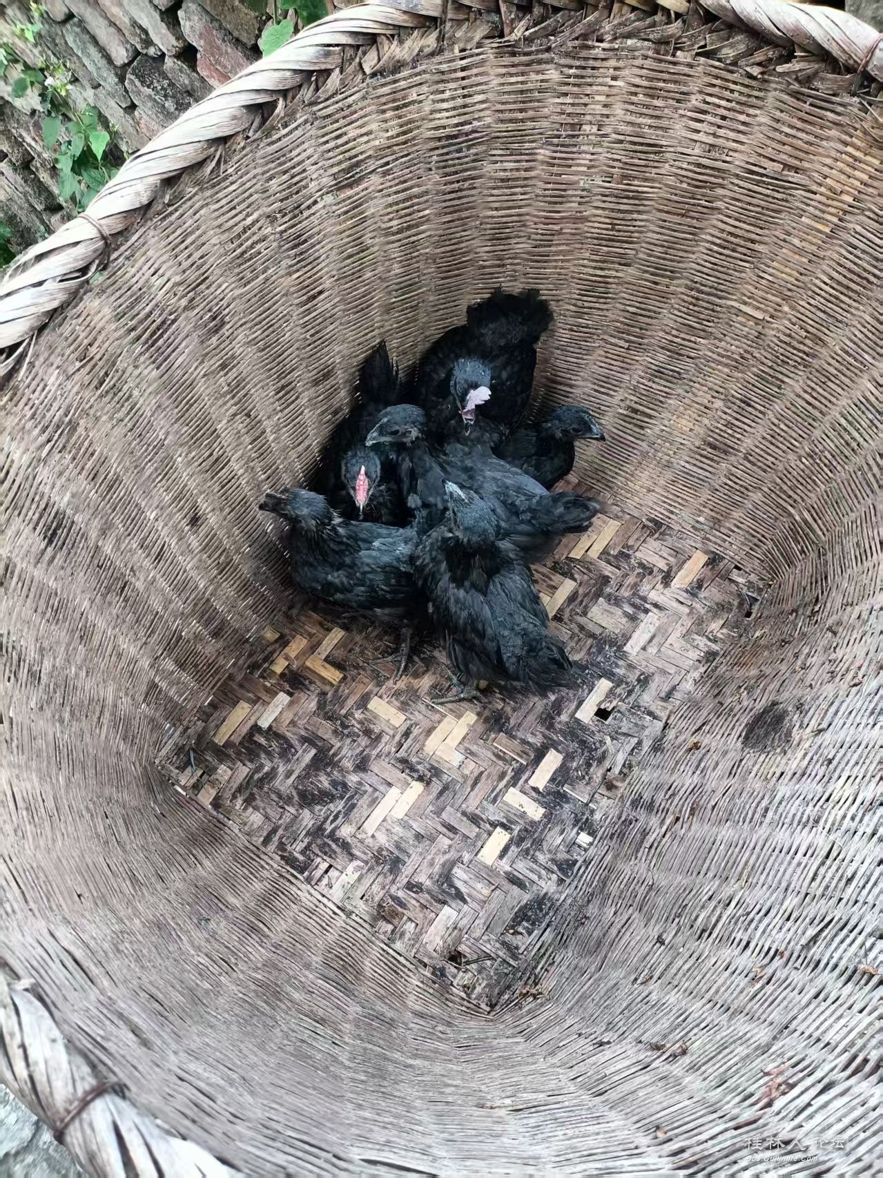 ڼ