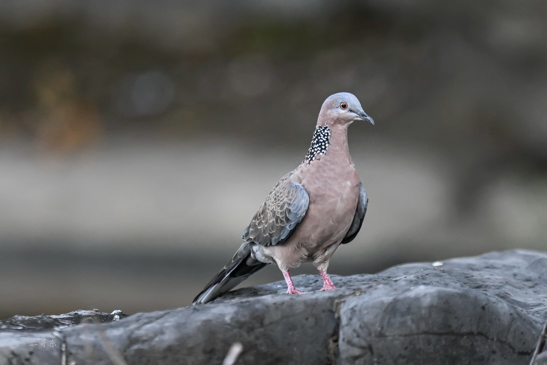 DSC_9434.jpg