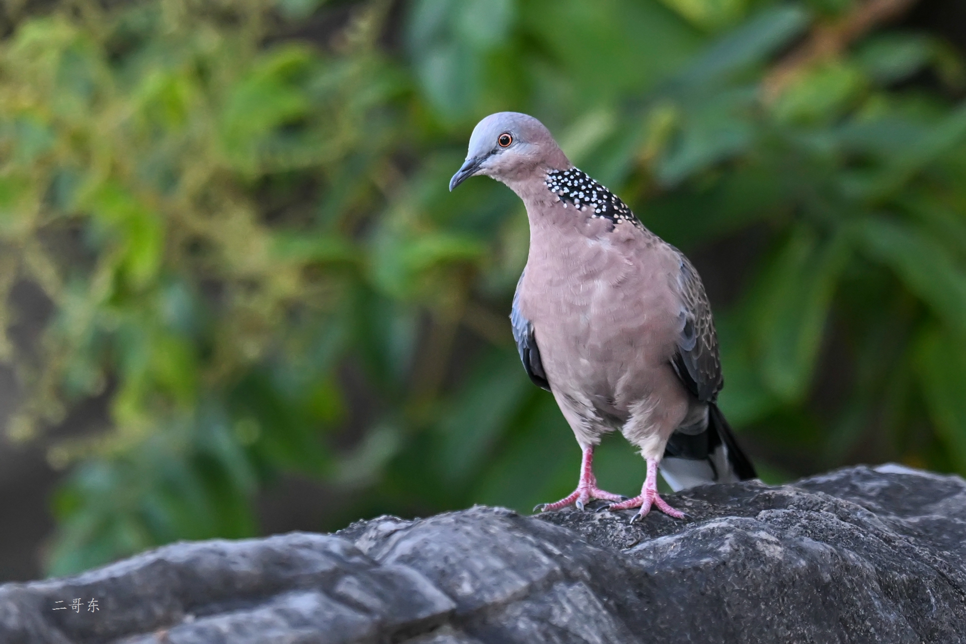 DSC_9556.jpg