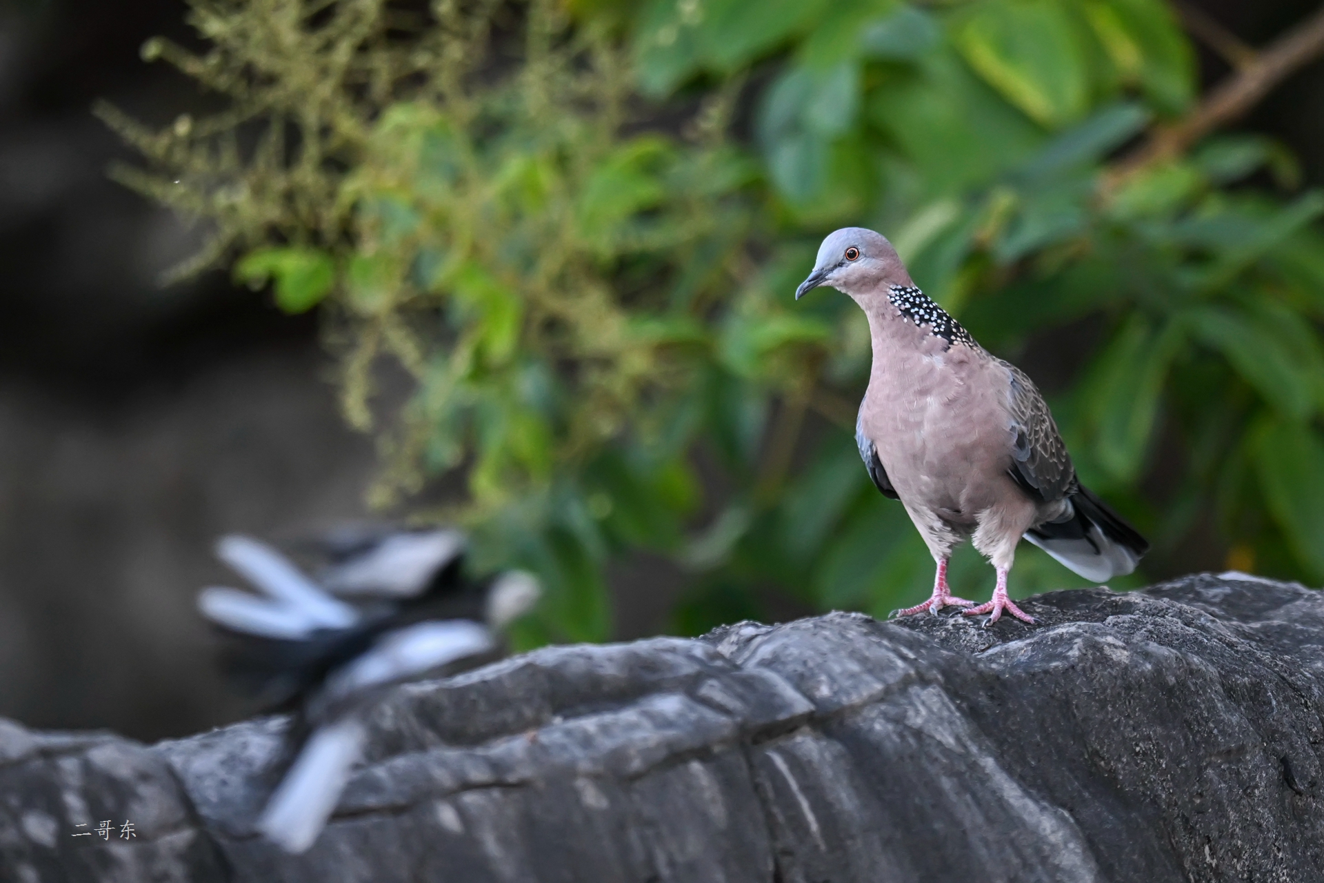 DSC_9536.jpg