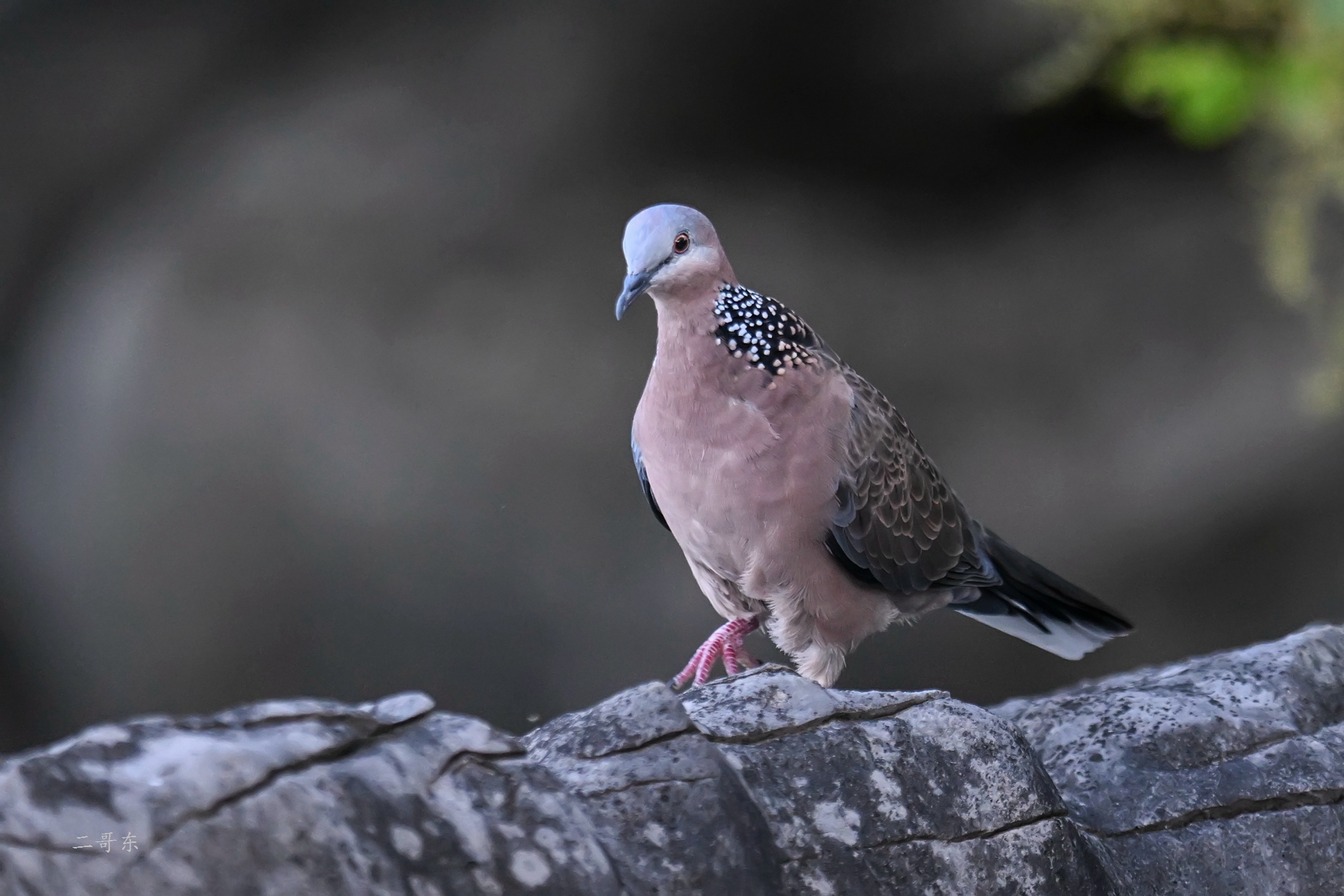 DSC_9640.jpg