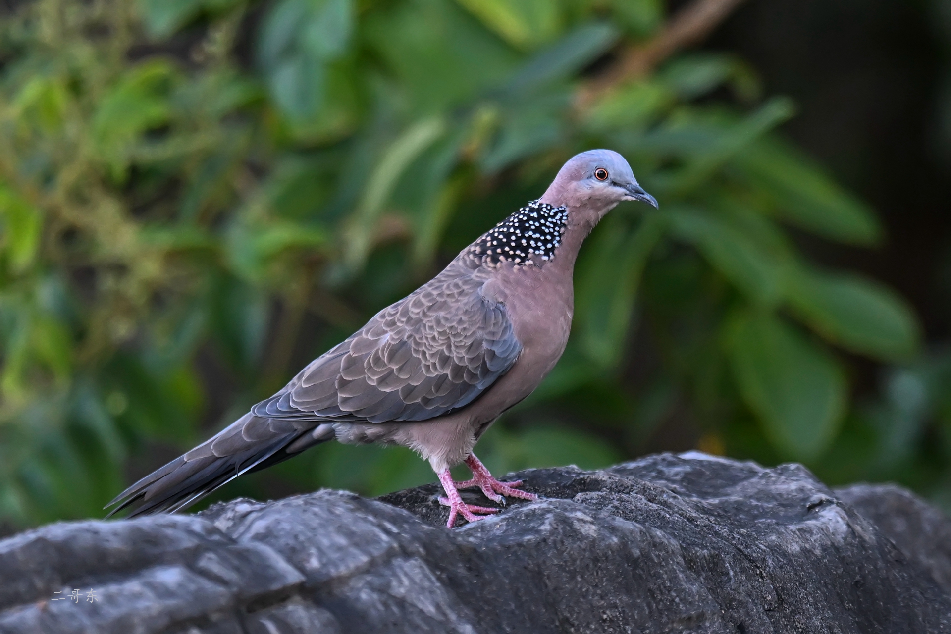 DSC_9603.jpg