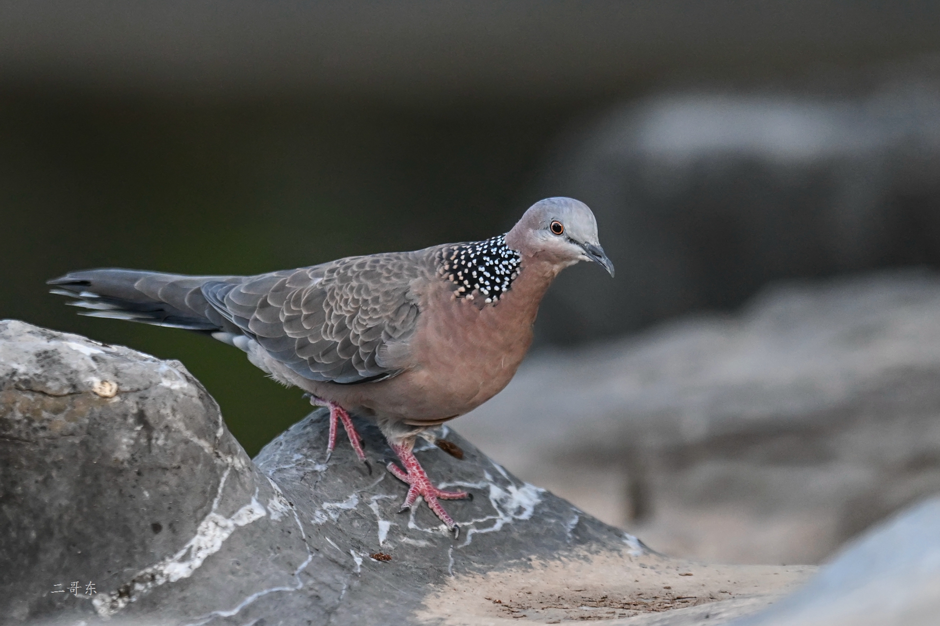 DSC_9761.jpg