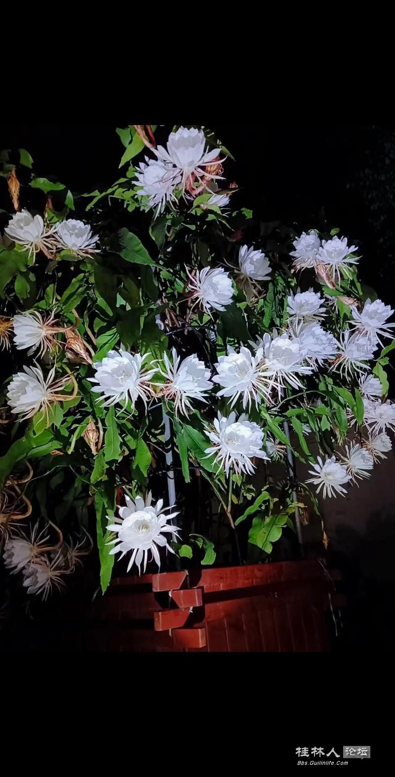 u=1870501385,2022324003&fm=253&app=138&f=JPEG.jpg