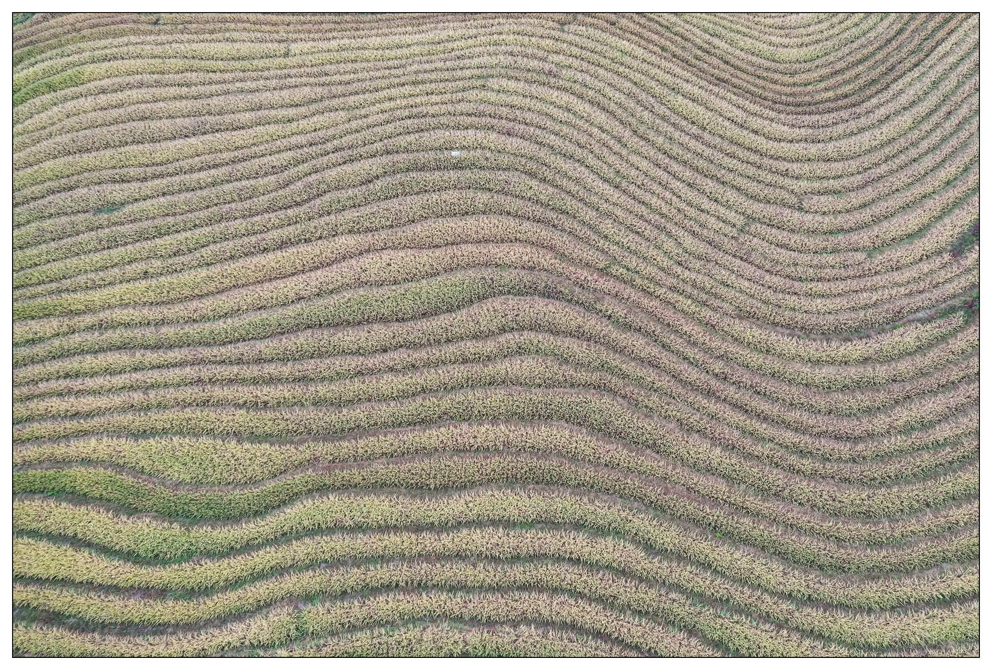 DJI_0723.jpg
