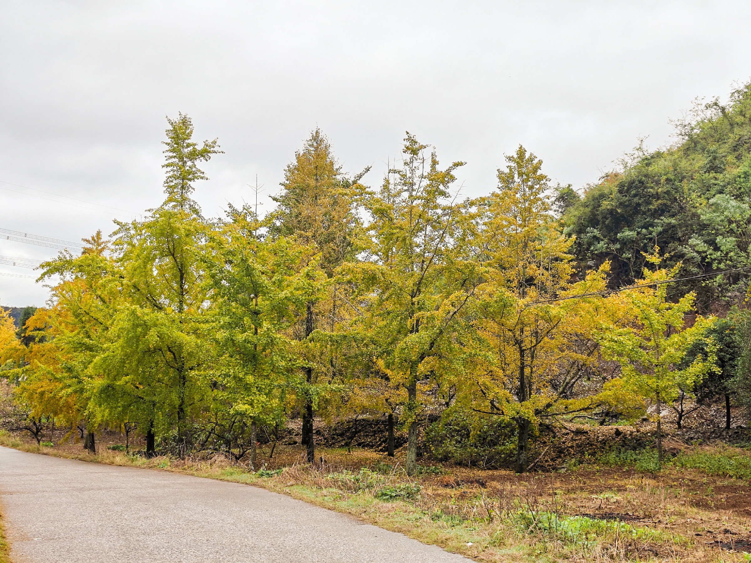 IMG_20251108_114610-101 [ 2400 ߶ 1800].jpg