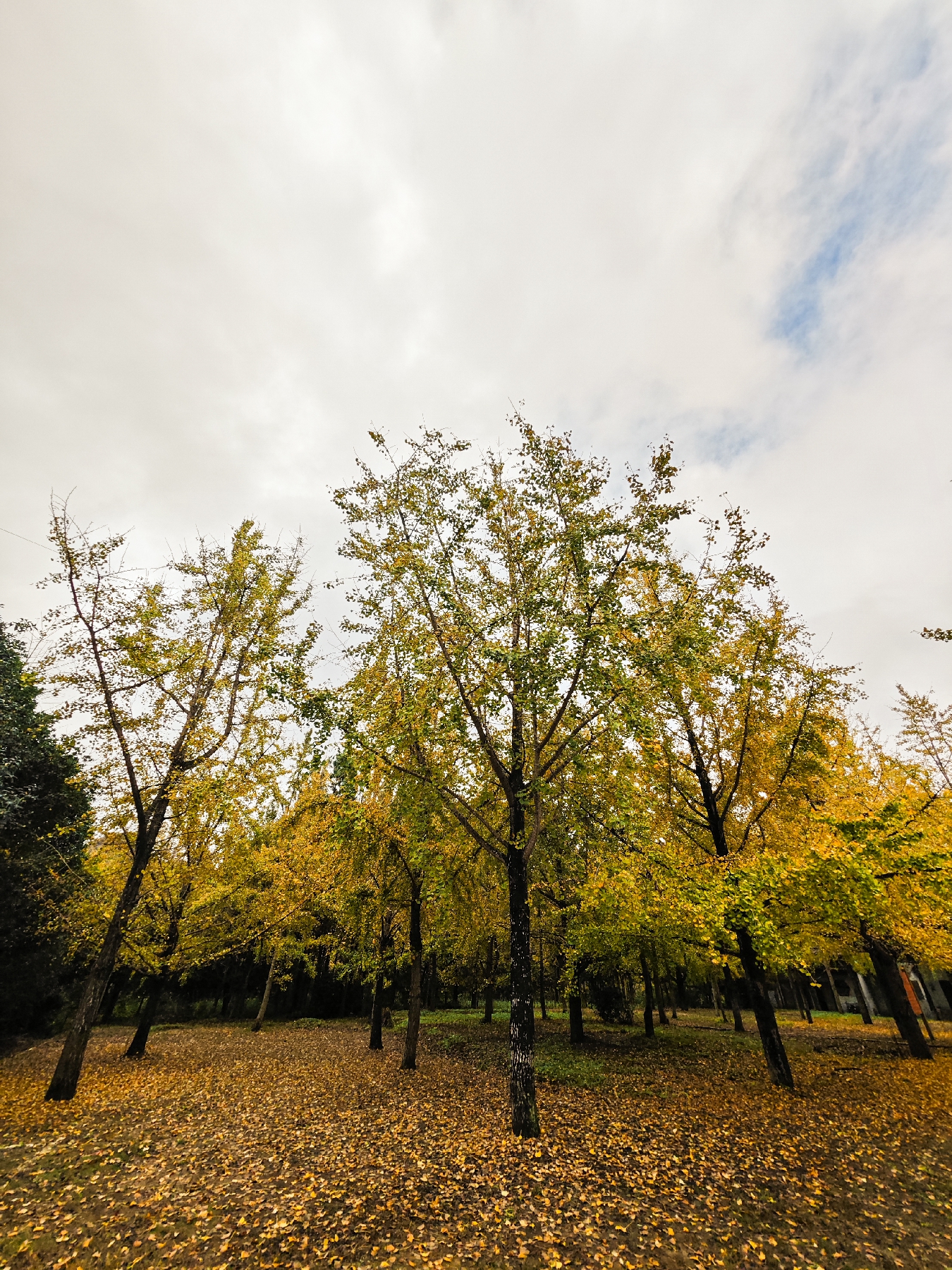 IMG_20251108_115605-105 [ 2400 ߶ 1800].jpg