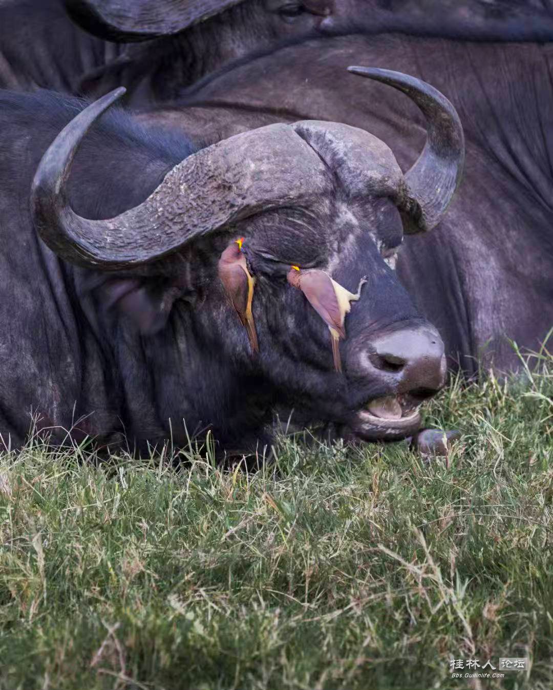 非州野牛133.jpg