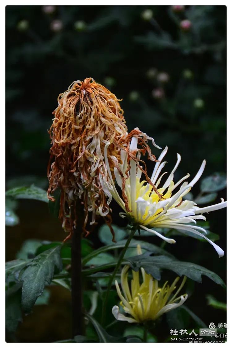 I2ZmZmZmZg_750_0_0_0_q80.webp (1).jpg