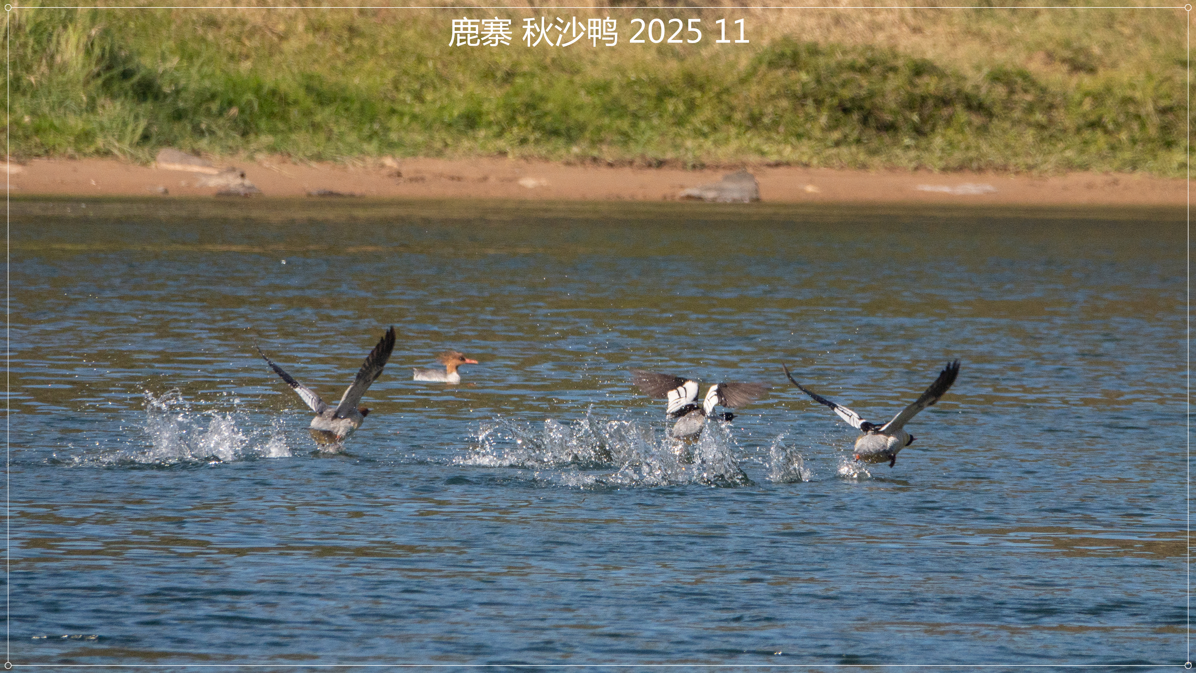 DSC09165_副本.jpg