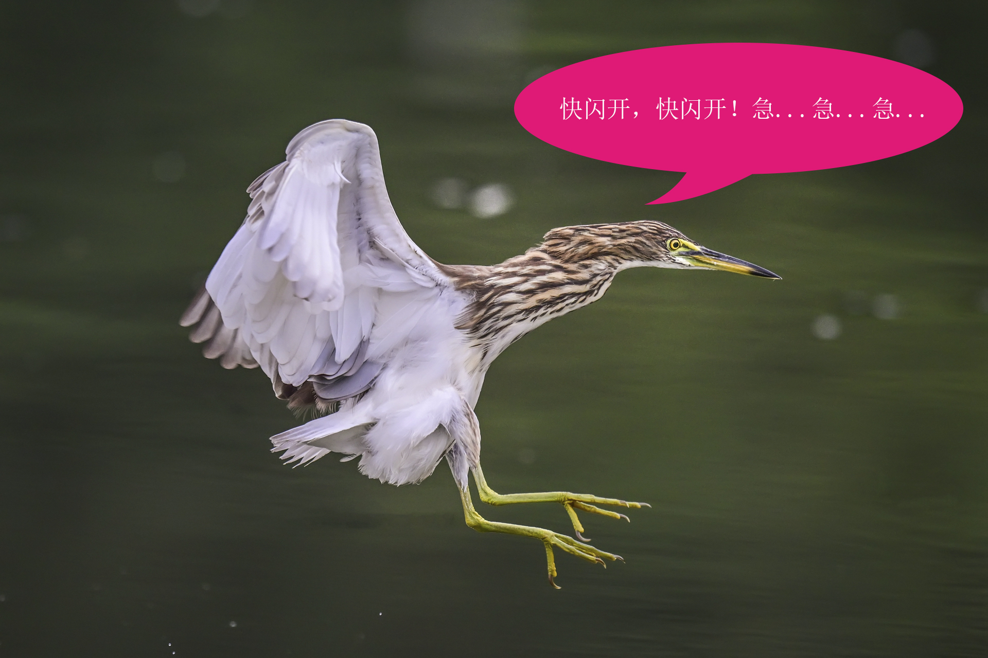 唉呀妈呀快闪开急急急 (1).jpg