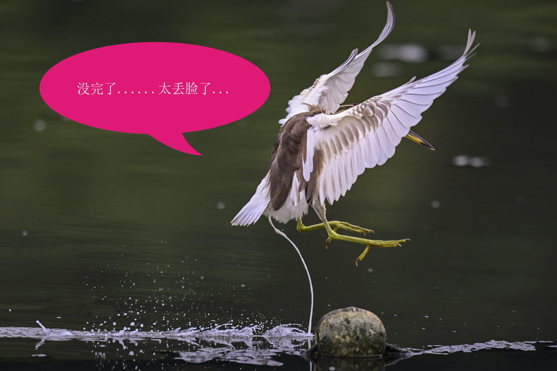 唉呀妈呀快闪开急急急 (5).jpg