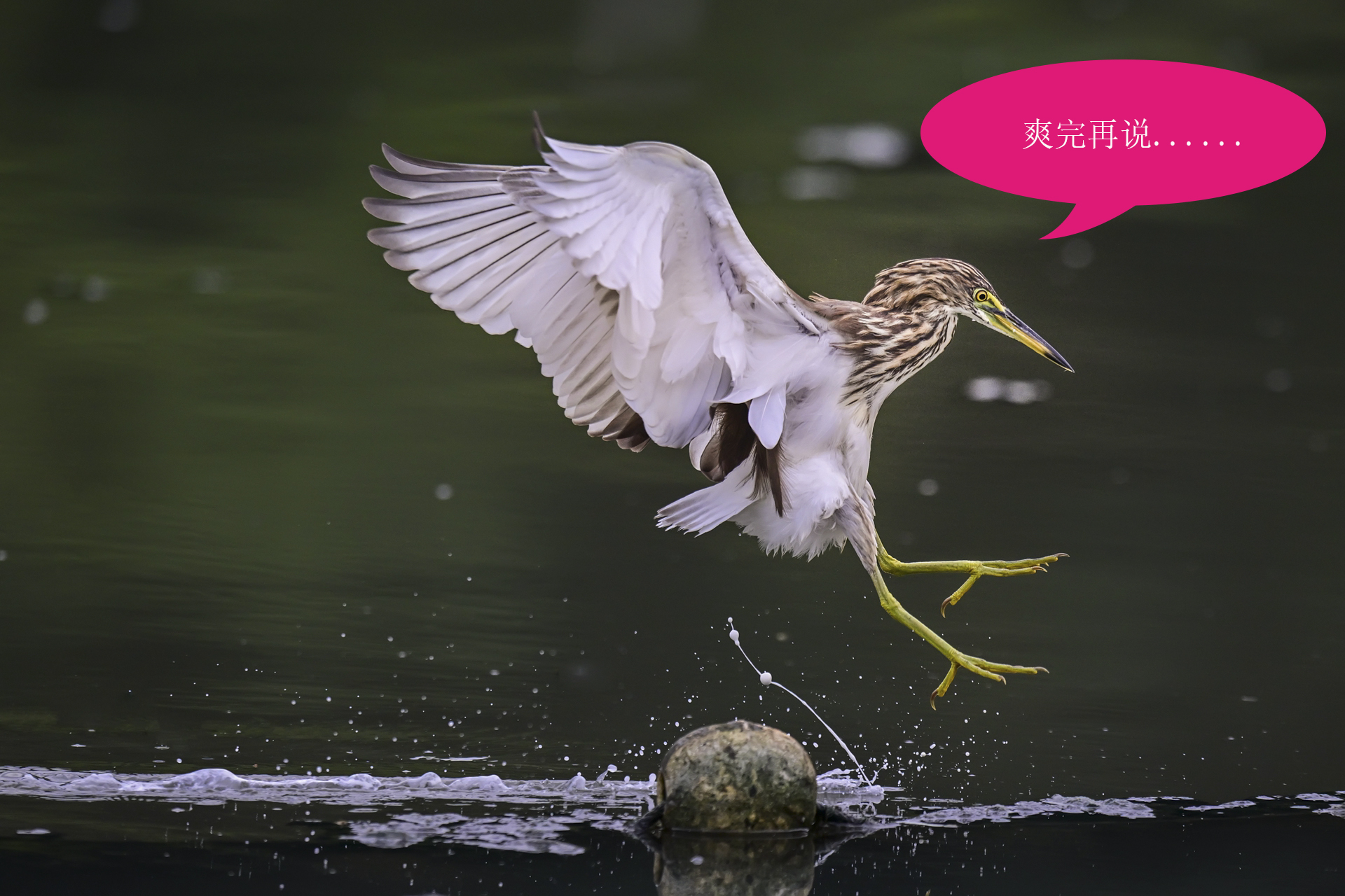 唉呀妈呀快闪开急急急 (6).jpg