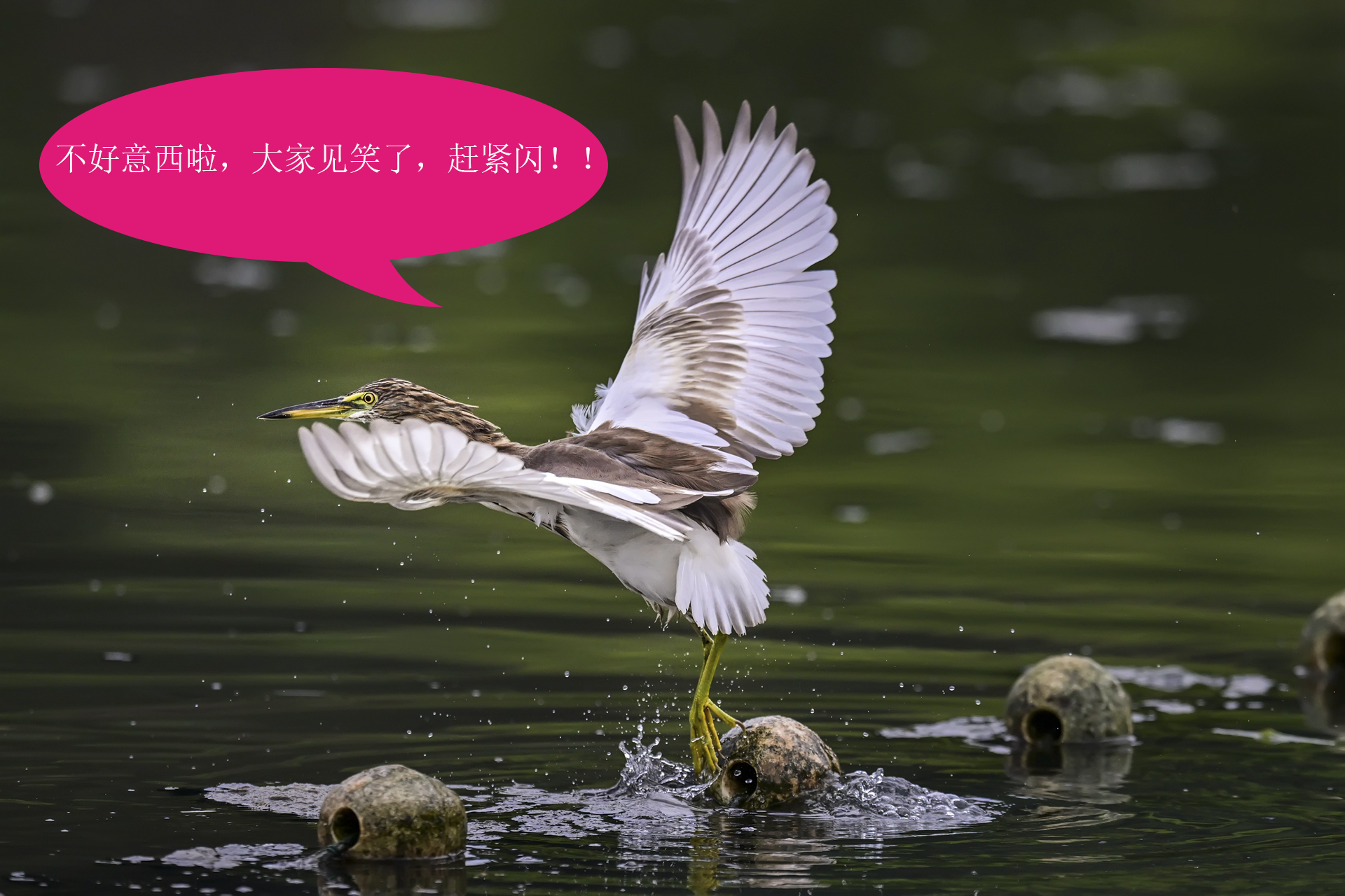 唉呀妈呀快闪开急急急 (9).jpg