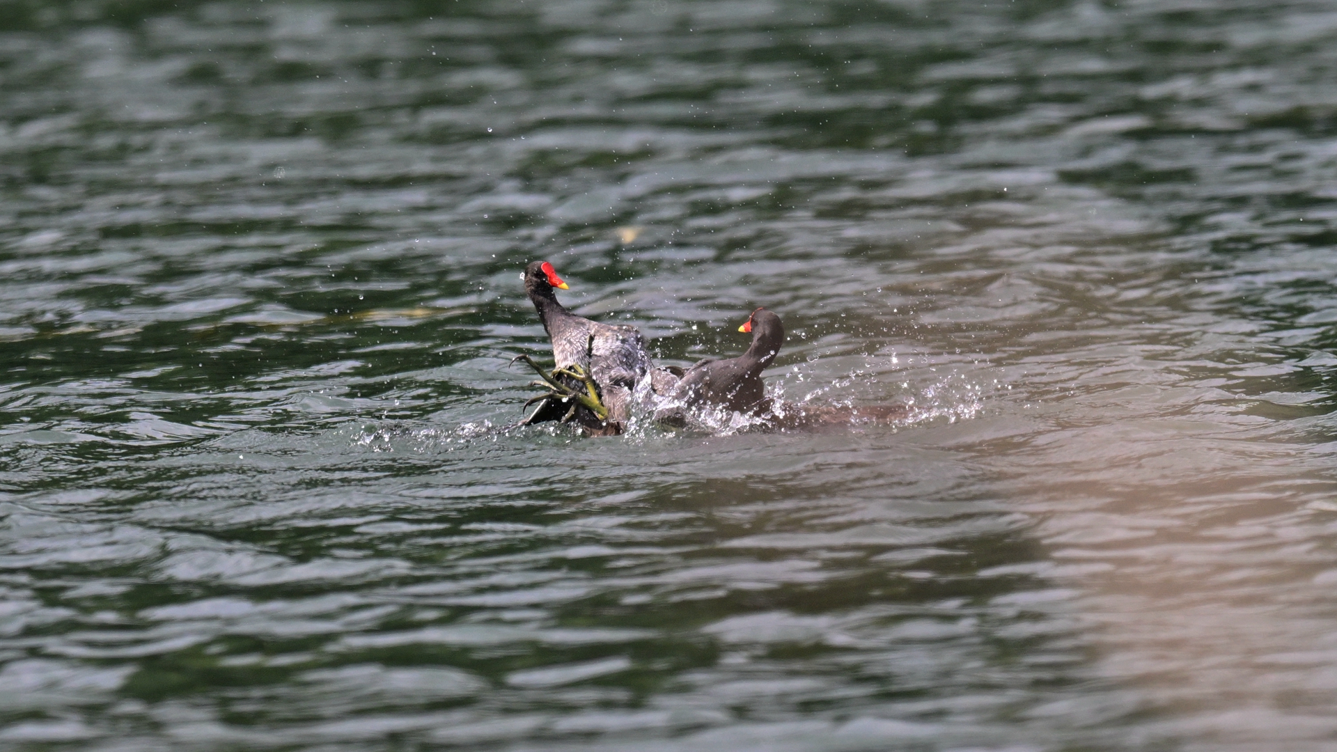 黑水鸡打架 (1).jpg