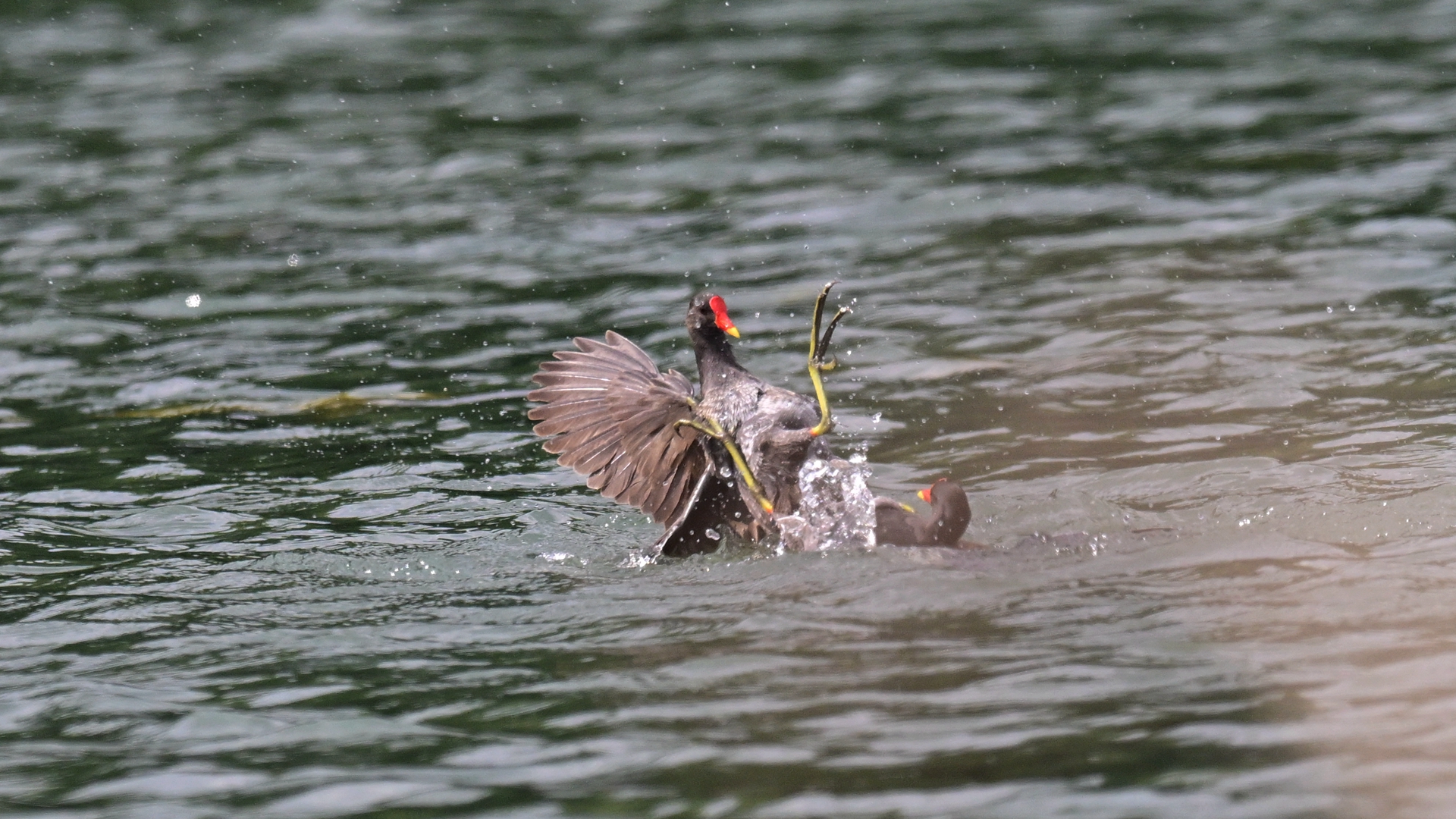 黑水鸡打架 (2).jpg