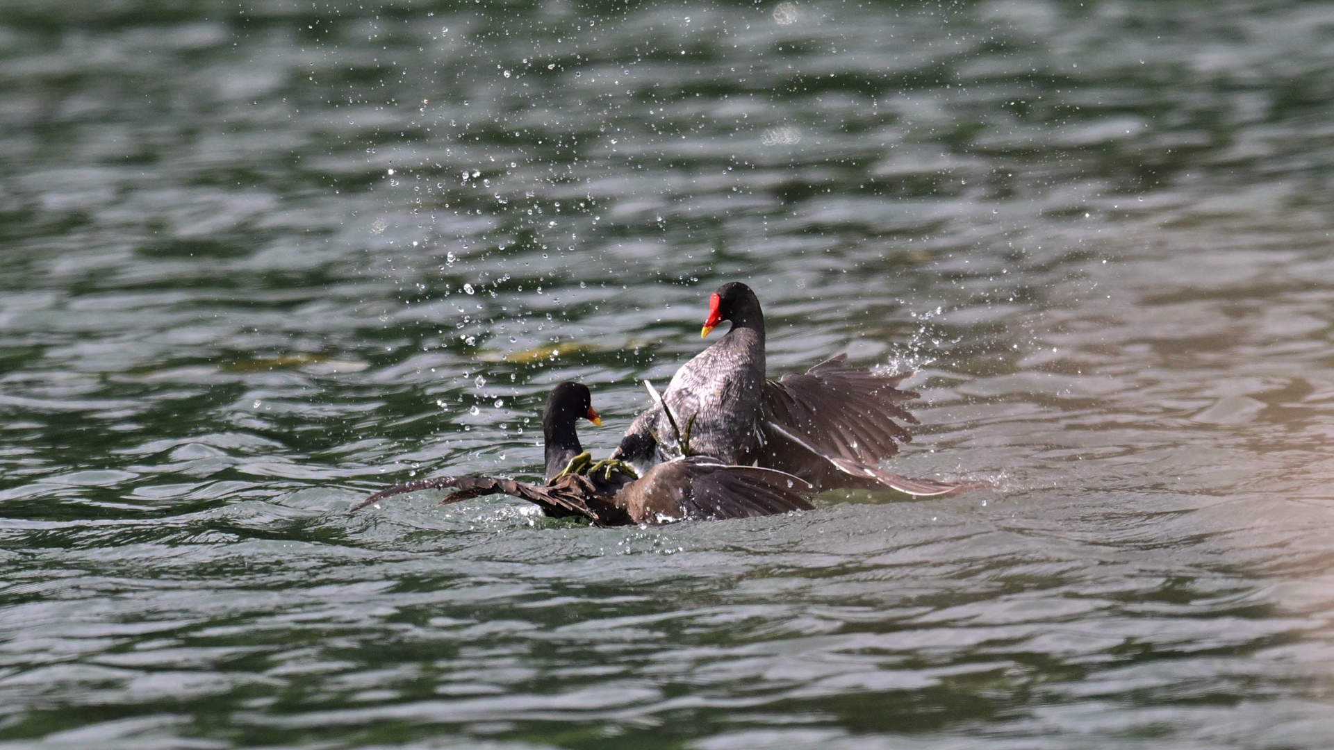 黑水鸡打架 (3).jpg