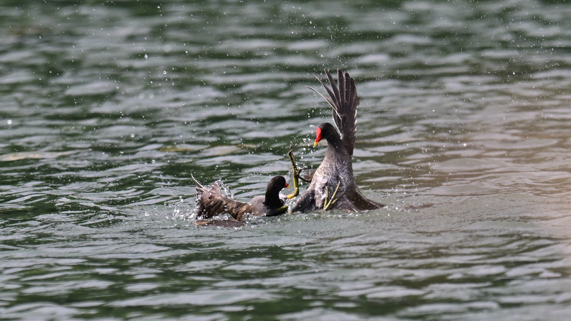 黑水鸡打架 (4).jpg
