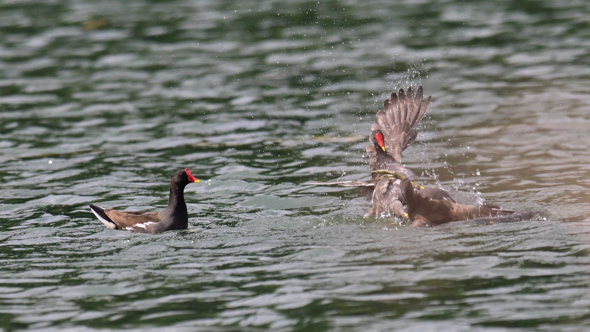 黑水鸡打架 (6).jpg