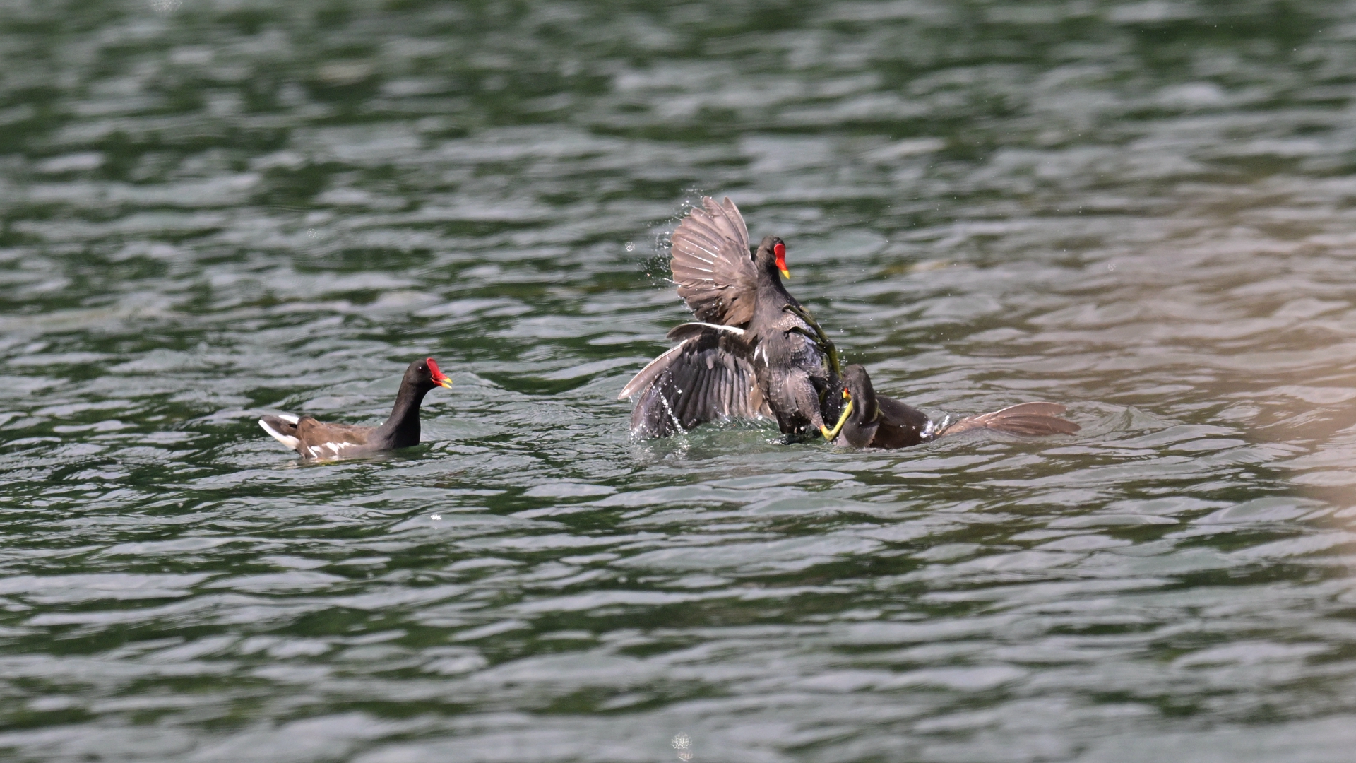 黑水鸡打架 (7).jpg