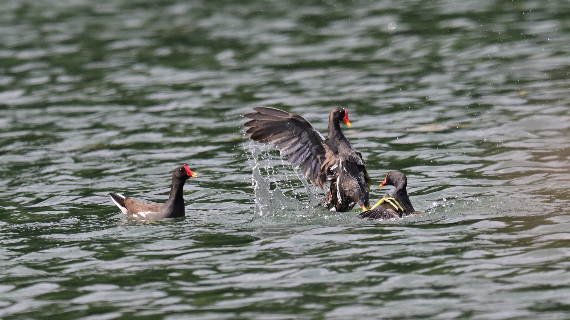 黑水鸡打架 (9).jpg