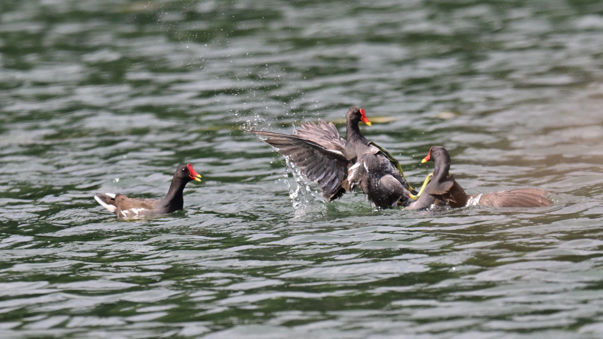 黑水鸡打架 (8).jpg