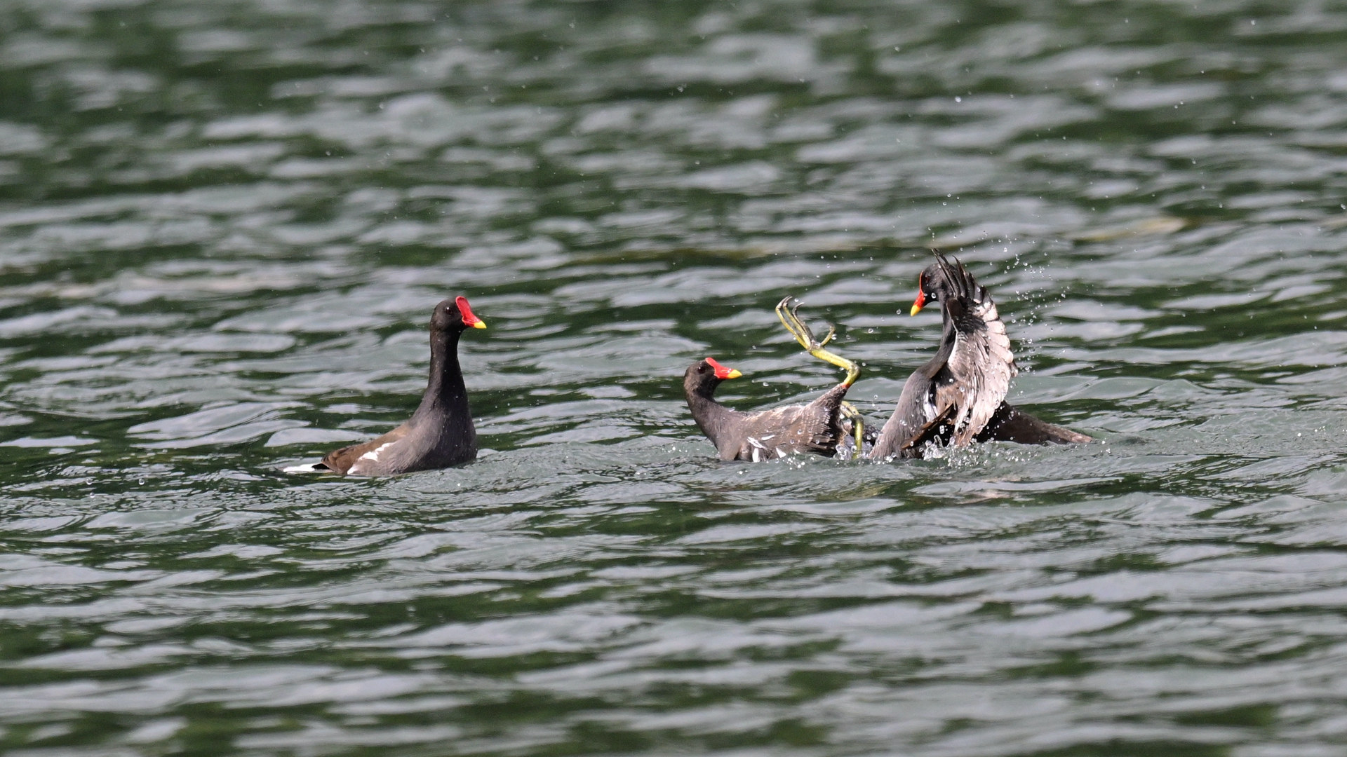 黑水鸡打架 (11).jpg