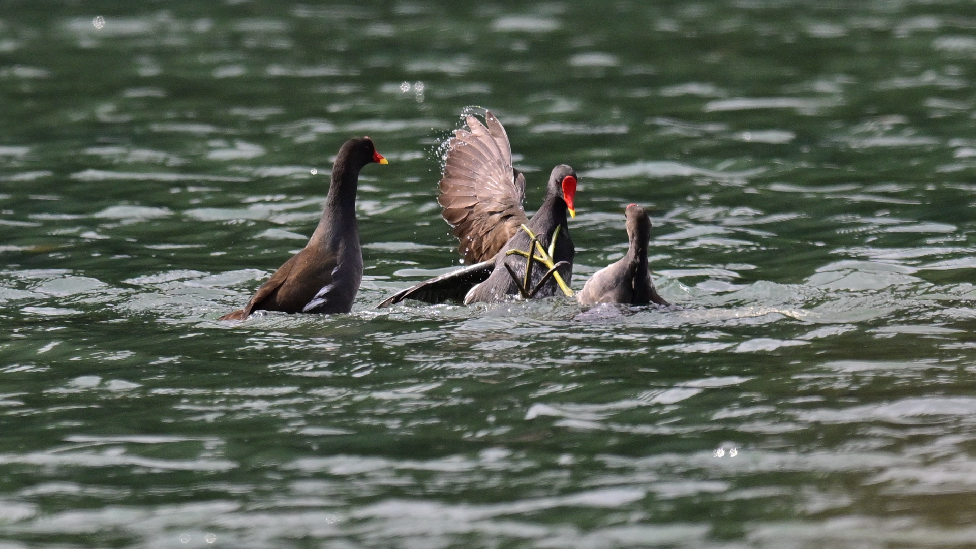 黑水鸡打架 (13).jpg