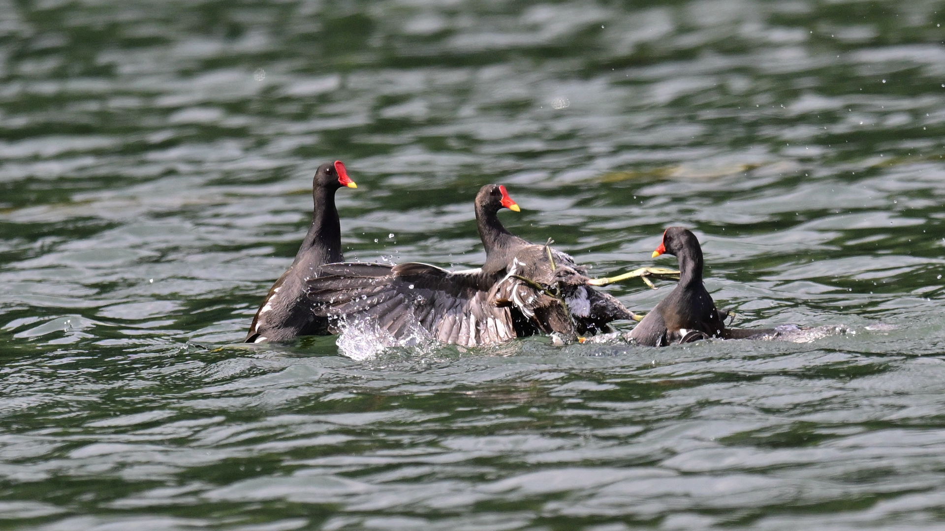 黑水鸡打架 (12).jpg