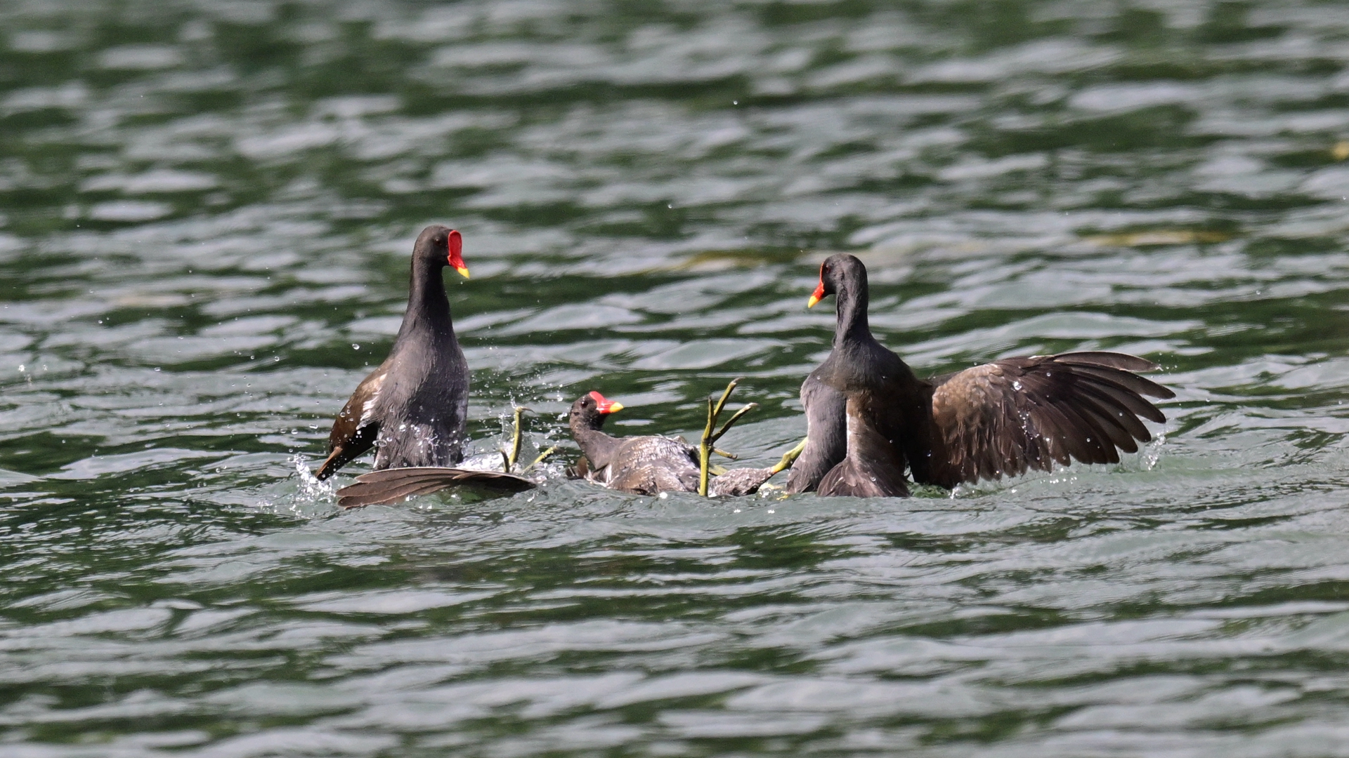 黑水鸡打架 (14).jpg