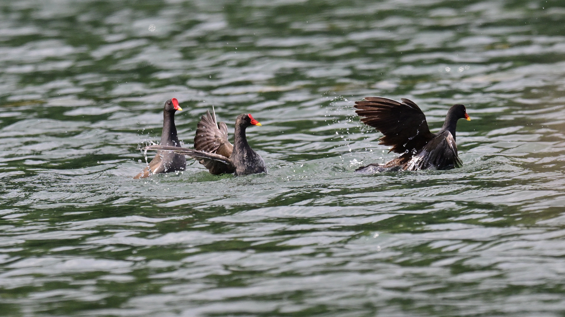 黑水鸡打架 (16).jpg