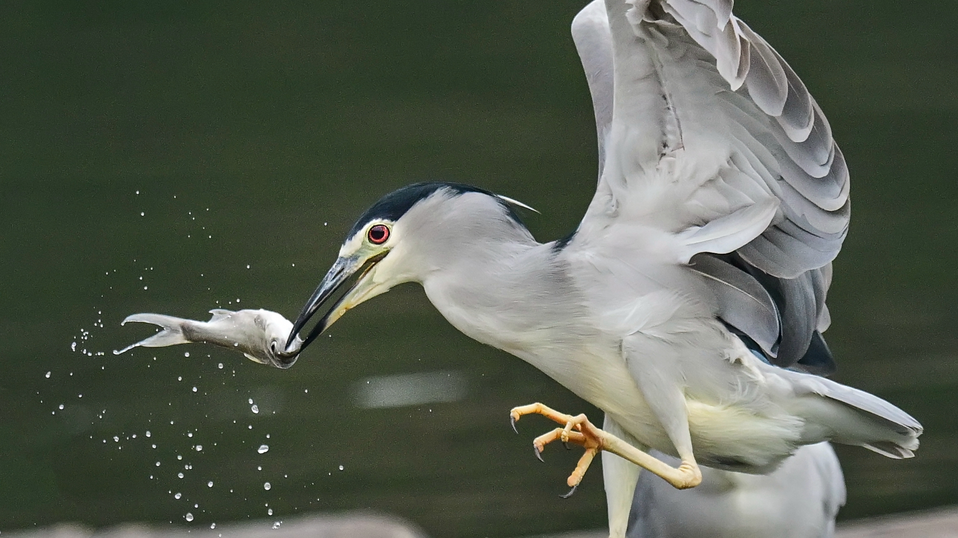 夜师傅干饭 (1).jpg
