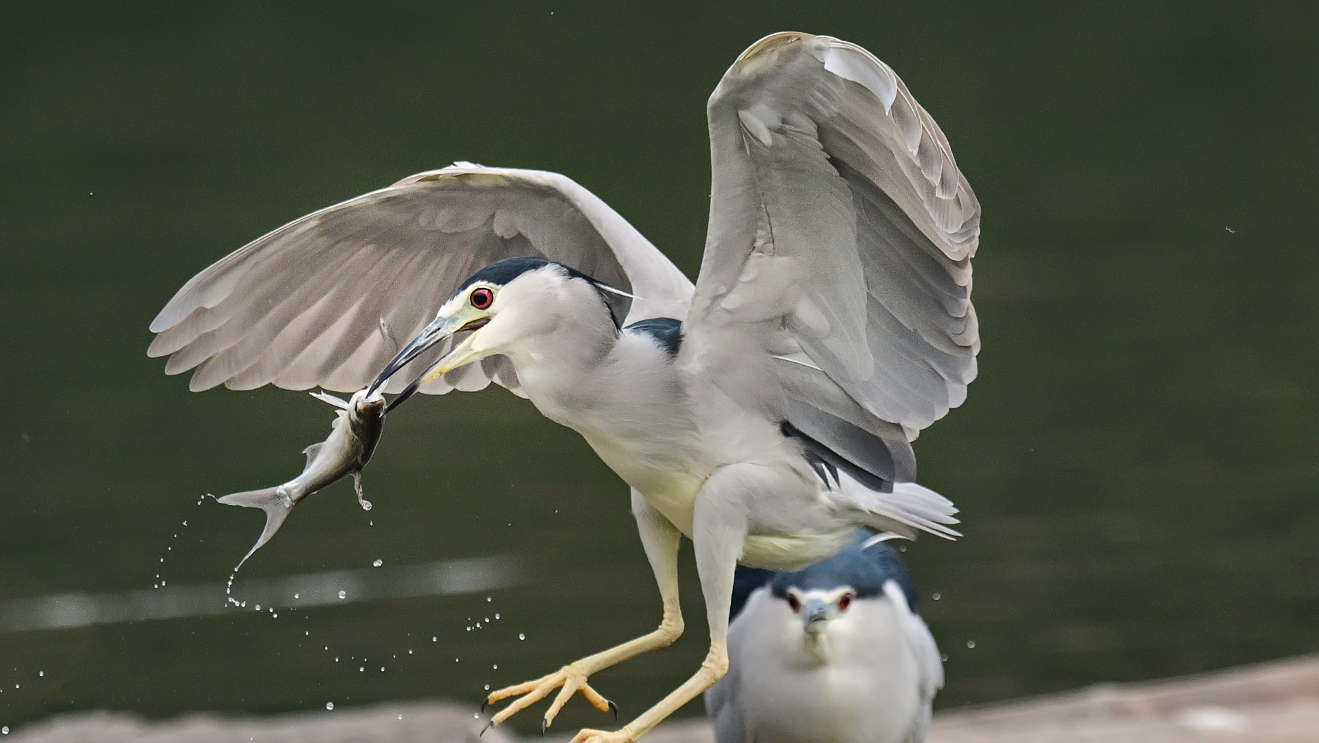 夜师傅干饭 (3).jpg