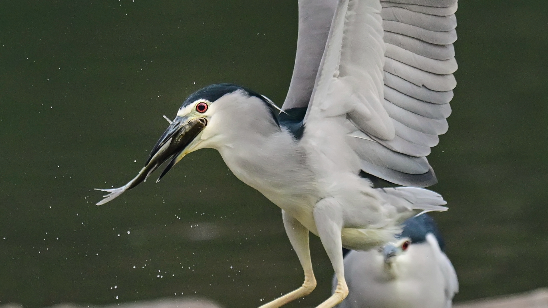 夜师傅干饭 (6).jpg