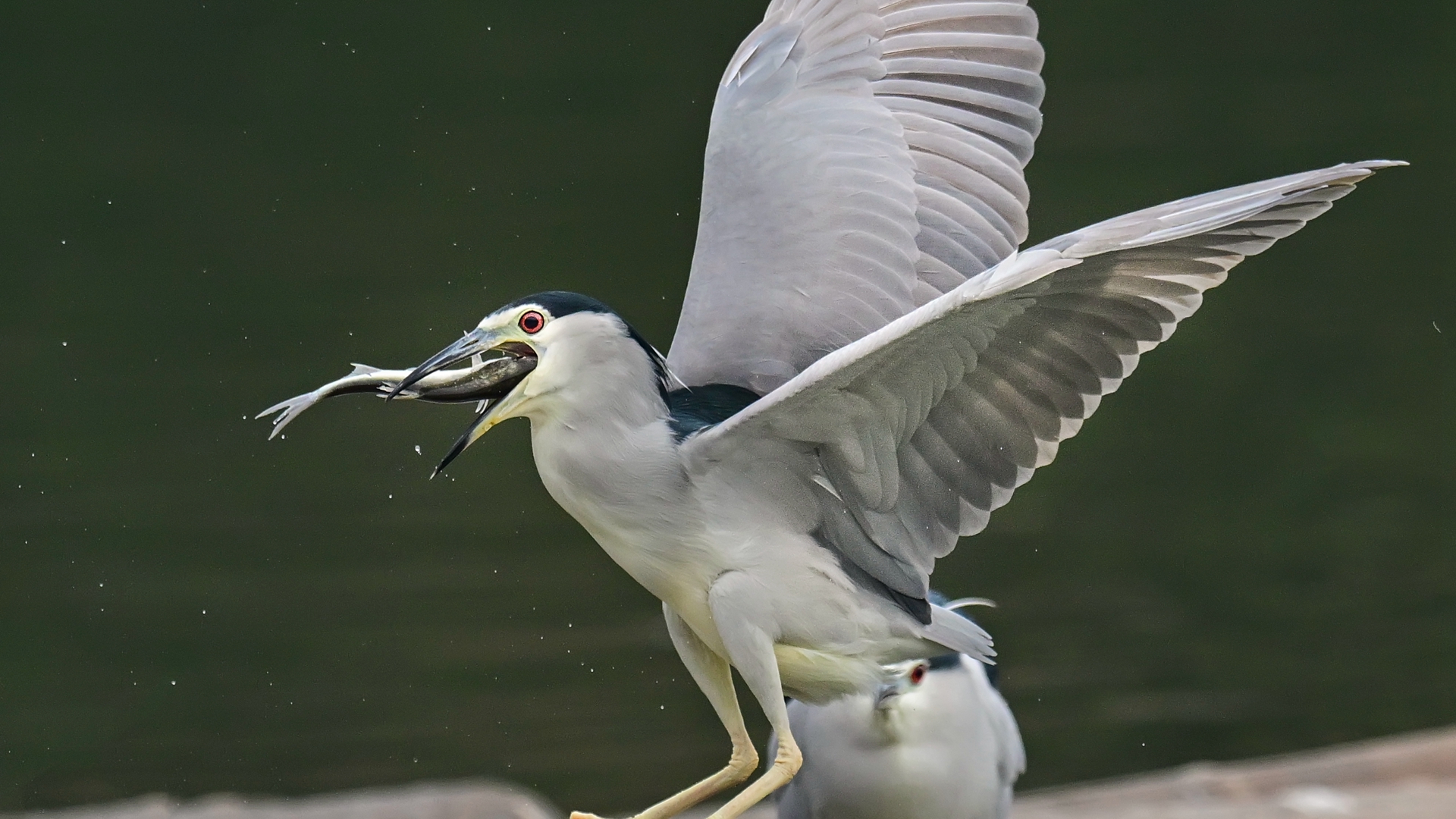 夜师傅干饭 (7).jpg