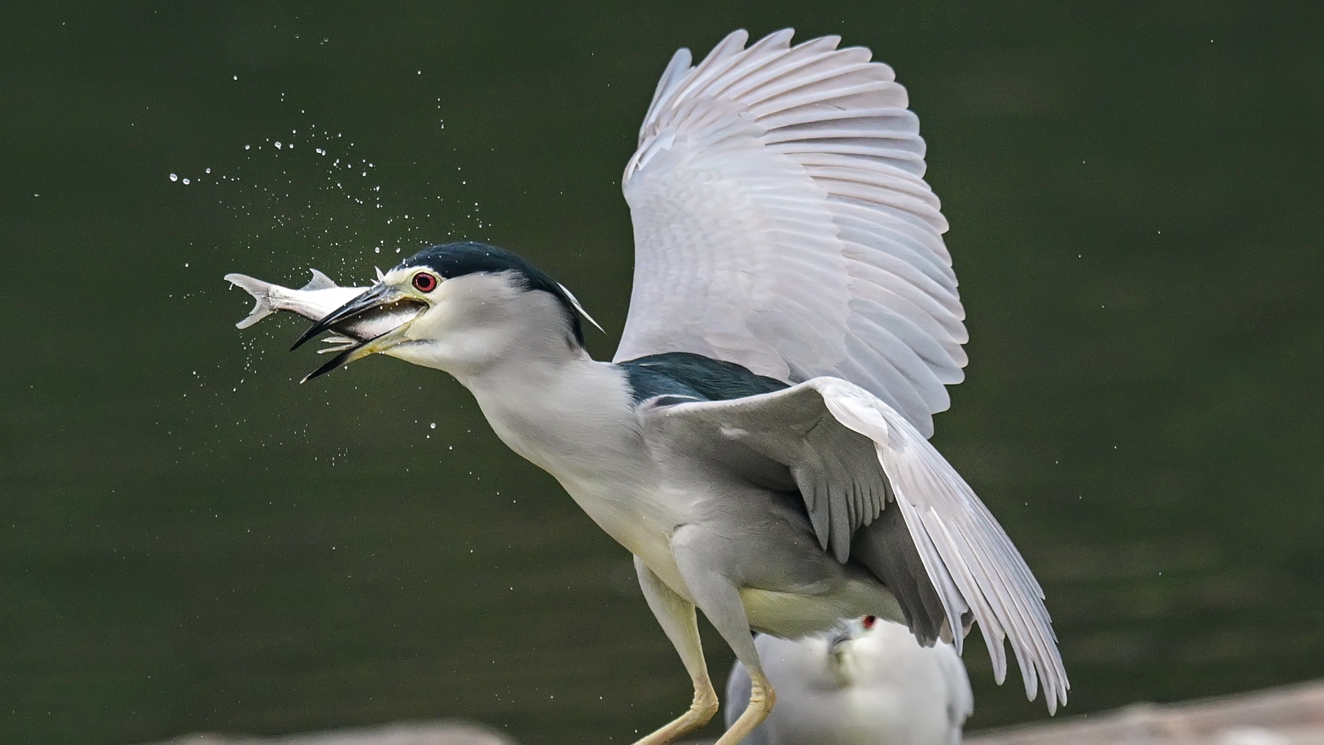 夜师傅干饭 (8).jpg