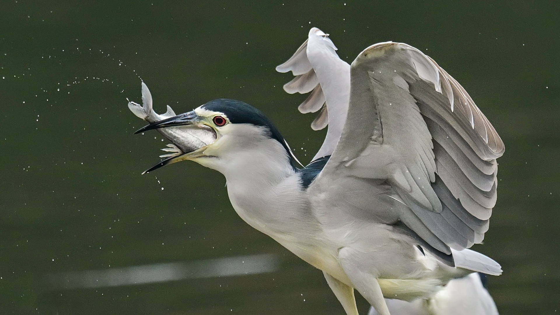 夜师傅干饭 (9).jpg
