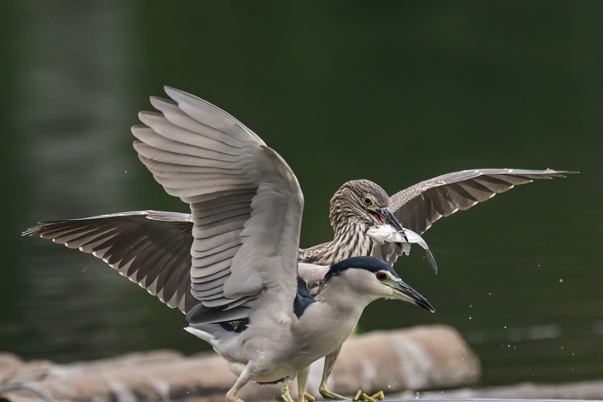 绿鹭干饭 (1).jpg