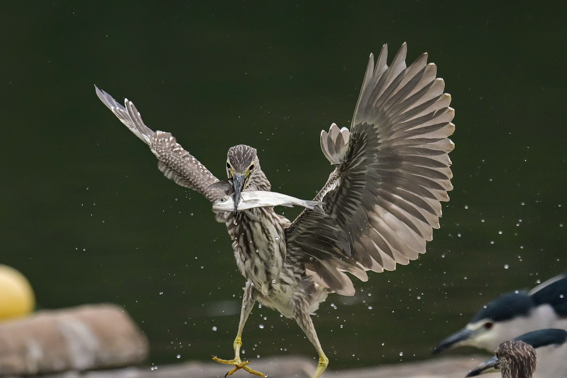 绿鹭干饭 (2).jpg